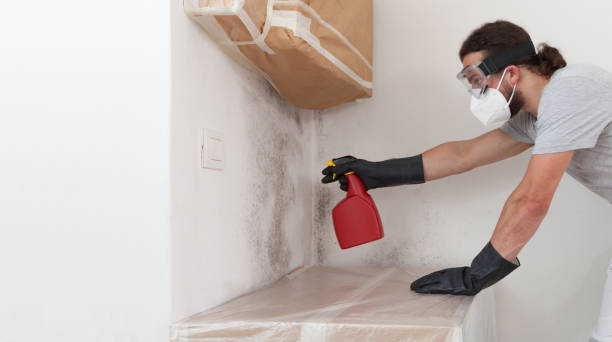 Professional Basement Mold Removal technician working in Lebanon Junction, KY