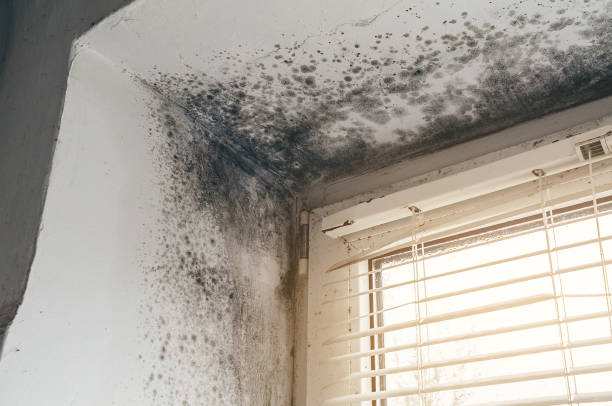 Affordable Basement Mold Removal solutions in Lebanon Junction, KY